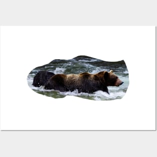 Bear taking a swim Posters and Art